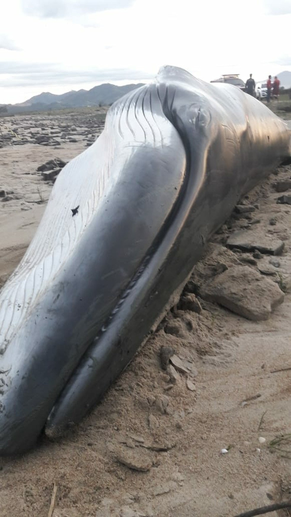 Baleia tinha 7,5 metros e estava debilitada, segundo pesquisadores (Foto: PMP/Divulgação)