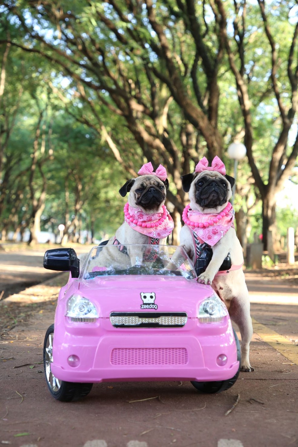 Ellie e Emmy, pugs 'pet influencers' de Piracicaba — Foto: Gabriele Sperandio/Arquivo pessoal