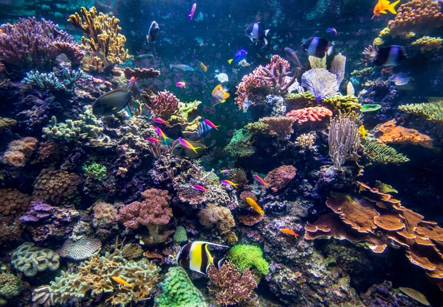 Recifes de corais (Foto: Getty Images)