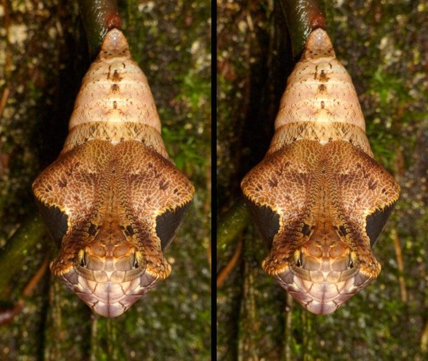 Casulo da Dynastor darius: parece um réptil, mas será uma borboleta (Foto: Flickr/ Creative Commons)