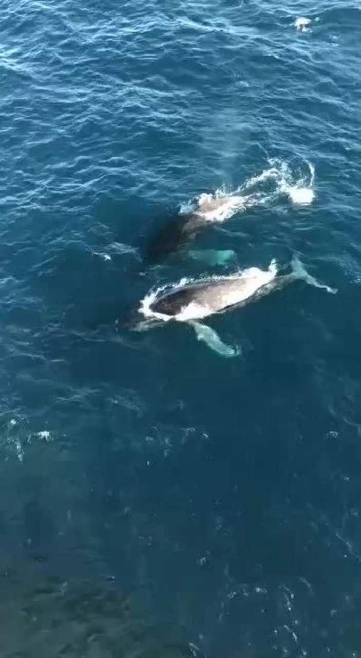 Vídeo mostra chegada de baleias jubartes ao litoral do Rio Grande do Norte