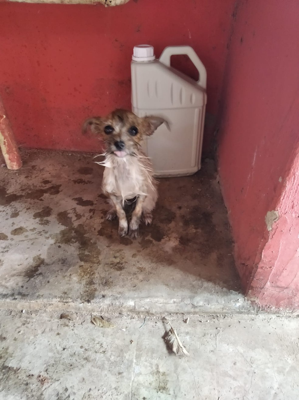 Cachorro após o resgate em Araguari — Foto: Corpo de Bombeiros/Divulgação