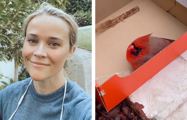 Reese Witherspoon encontrou um cardeal perto de sua casa (Foto: Reprodução / Instagram)