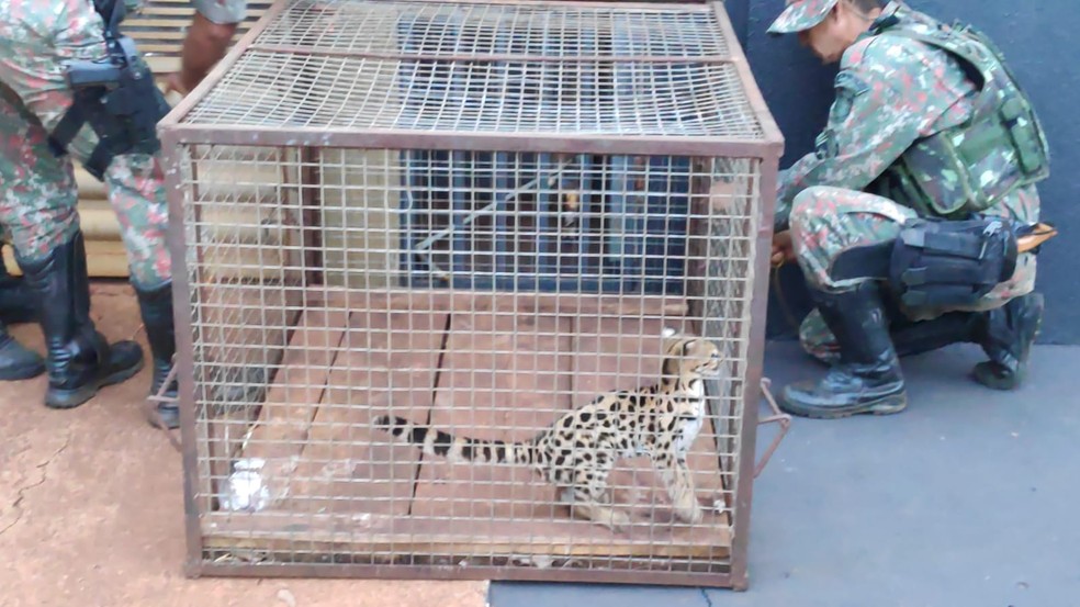 Jaguatirica foi colocada em uma gaiola de contenção pela PMA — Foto: PMA/Divulgação