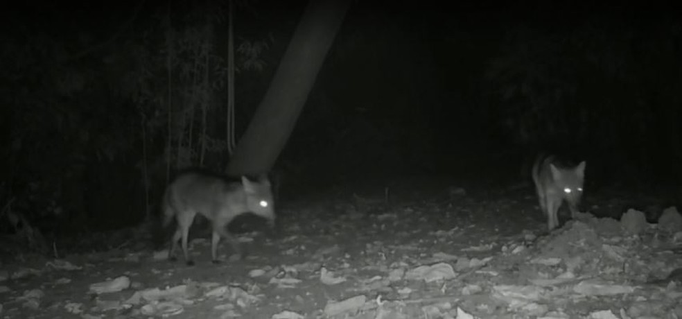 Parque tem câmeras em pontos estratégicos para monitorar animais  — Foto: Reprodução/EPTV