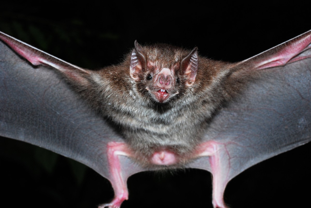 Brasil tem mais de 180 espécies de morcegos e só três se alimentam de  sangue | Especiais | G1