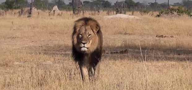 Cecil, leão símbolo do Zimbábue (Foto: Bryan Orford/Reprodução YouTube)