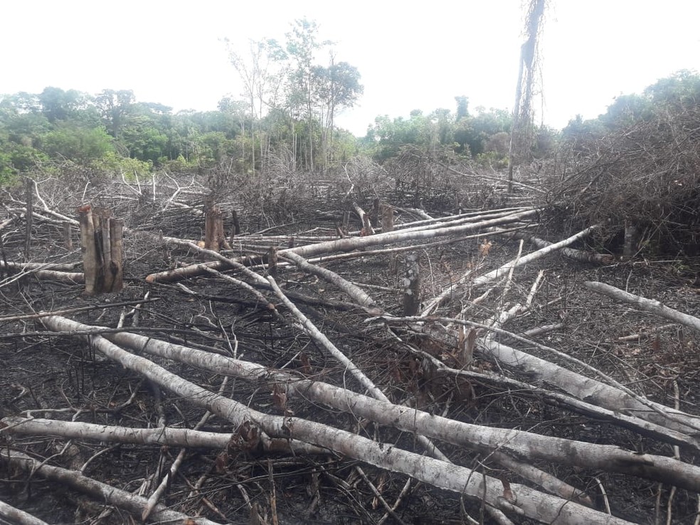 Área com vestígios de queimada e derrubada de árvores foi encontrada pelos policiais da Deca — Foto: Deca/Polícia Civil/Divulgação