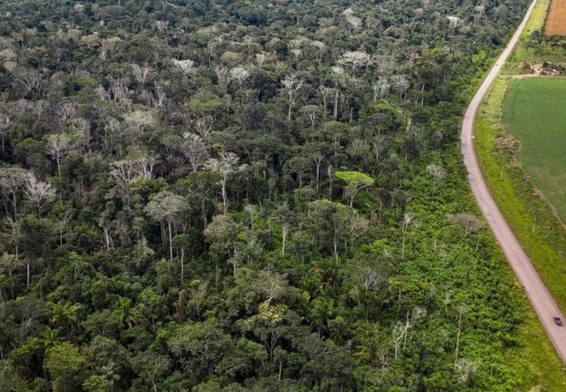 Queimada de floresta amazônica ao lado da BR 163 no Pará deixou grande número de árvores mortas (na imagem, sem folhas e esbranquiçadas) (Foto: MARIZILDA CRUPPE/REDE AMAZÔNIA SUSTENTÁVEL via BBC News)
