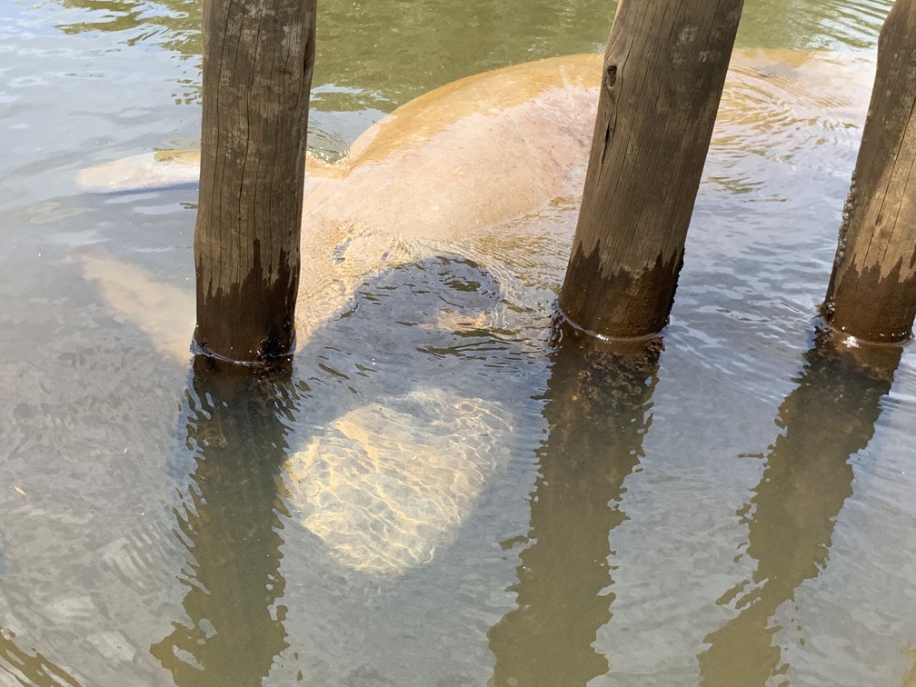 Peixe-boi em adaptação pode ser visto por turistas que fizerem passeio pelo Rio Tatuamunha — Foto: Celso Tavares/G1