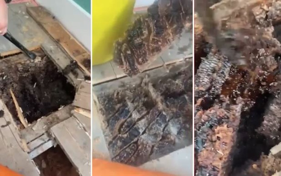Casal descobre colmeia gigante escondida sob chão de casa na Inglaterra