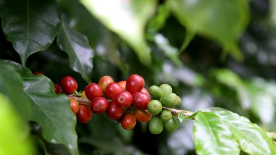 Commodities: Café tem décima alta seguida em Nova York