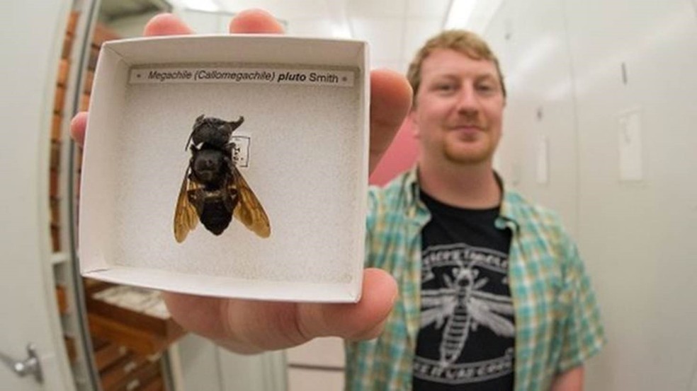 Eli Wyman com uma das poucas amostras da abelha gigante de Wallace conhecidas — Foto: Clay Bolt