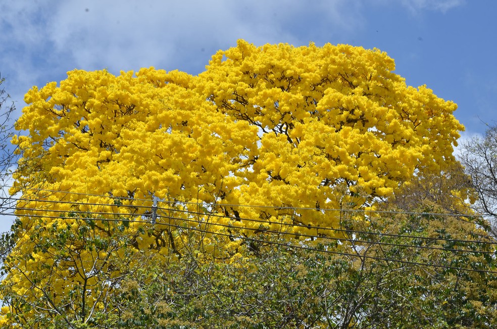 No final de fevereiro é possível ver a beleza dos ipês em vários pontos de João Pessoa. A cidade tem 2.400 ipês catalogados. — Foto: PMJP/Divulgação