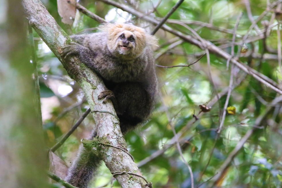 Macaco sagüi em uma árvore na natureza