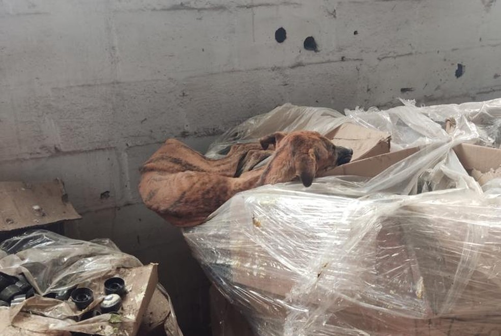 Polícia Civil de Mococa prende 2 empresários por maus-tratos contra uma cachorra — Foto: Arquivo Pessoal