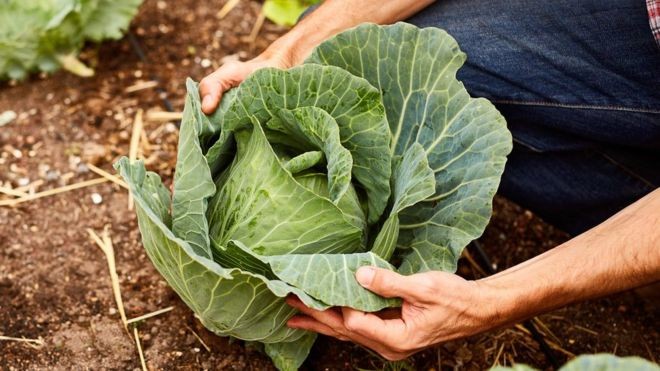 Pesquisa mostra como substâncias presentes em determinados legumes e verduras podem ajudar a prevenir a doença (Foto: Getty Images via BBC)