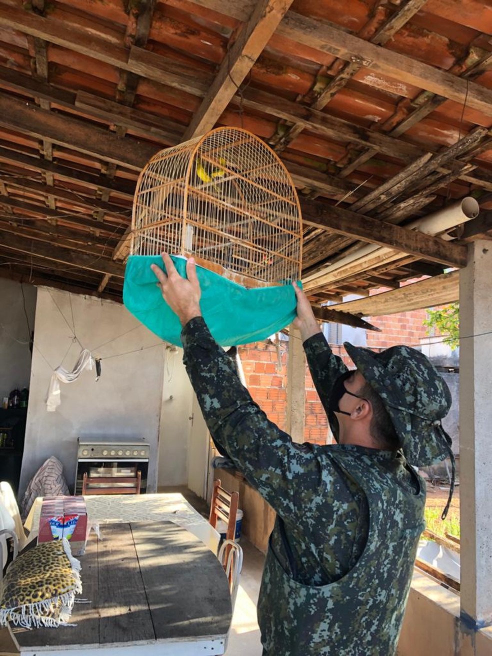 Canários da terra foram localizados em uma casa no Bairro Santa Antonieta II em Marília — Foto: Polícia Ambiental/Divulgação