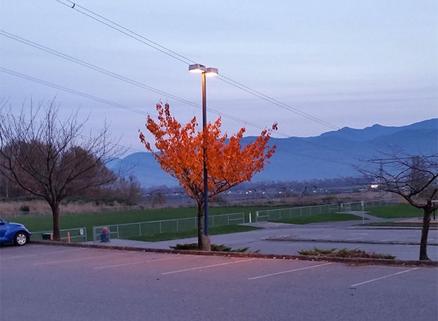 No inverno, esta árvore é a única que ainda tem suas folhas, por conta da luz que fica sobre ela (Foto: Reprodução)