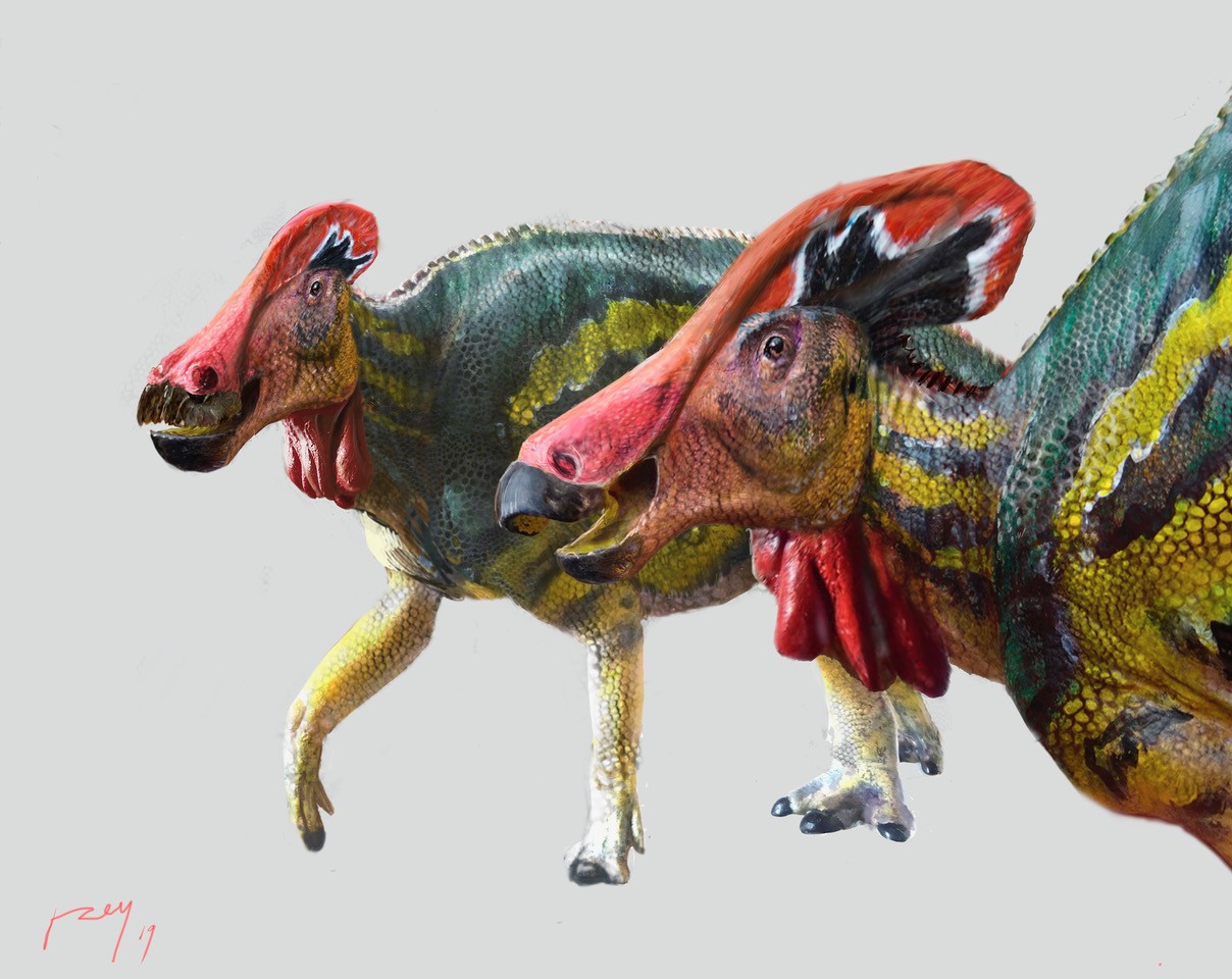 O dinossauro herbívoro Tlatolophus galorum viveu há  73 milhões de anos (Foto: Luis V. Rey/Instituto Nacional de Antropologia e História)