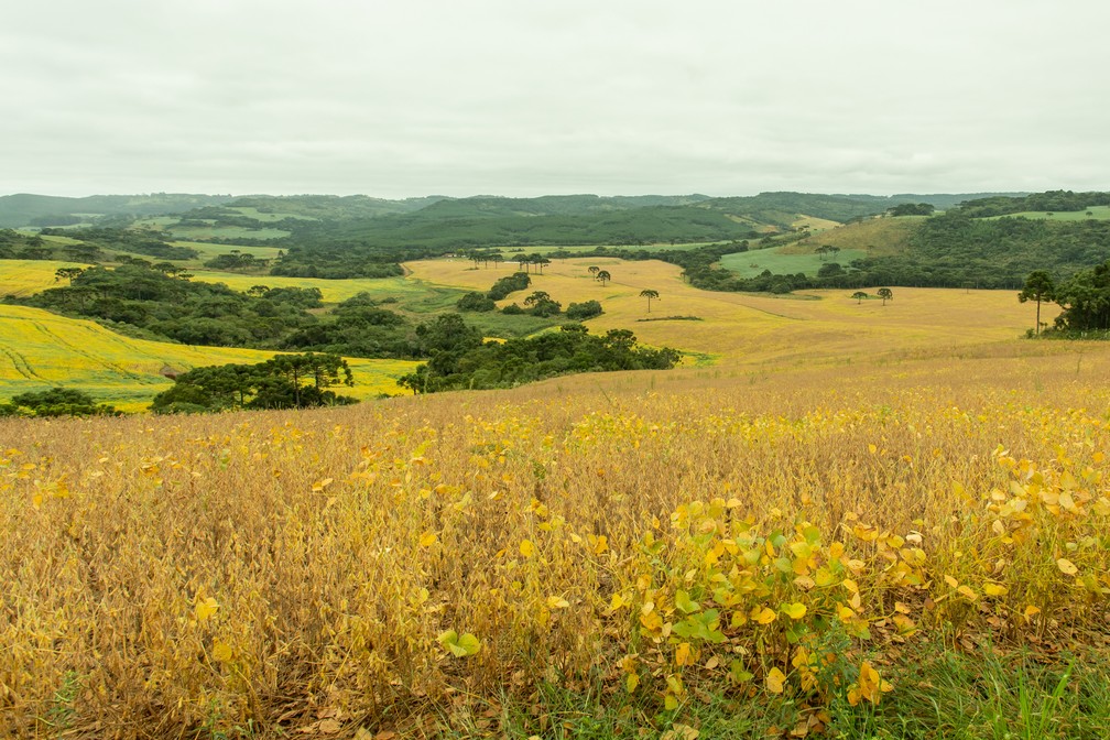 Lavouras de soja estão substituindo produção de milho em Capão Alto — Foto: Celso Tavares/G1