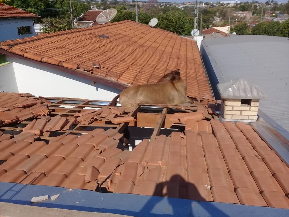 Cavalo que subiu no teto de uma casa chegou a quebrar algumas telhas, mas acabou resgatado sem ferimentos — Foto: Arquivo Pessoal/Ciro Augusto
