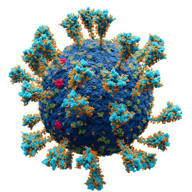 Estrutura atômica do coronavírus Sars-CoV-2  (Foto: Wikimedia Commons )