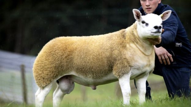 Ovelha mais cara do mundo é vendida por R$ 2,6 milhões (Foto: Divulgação / Texel Sheep Society)