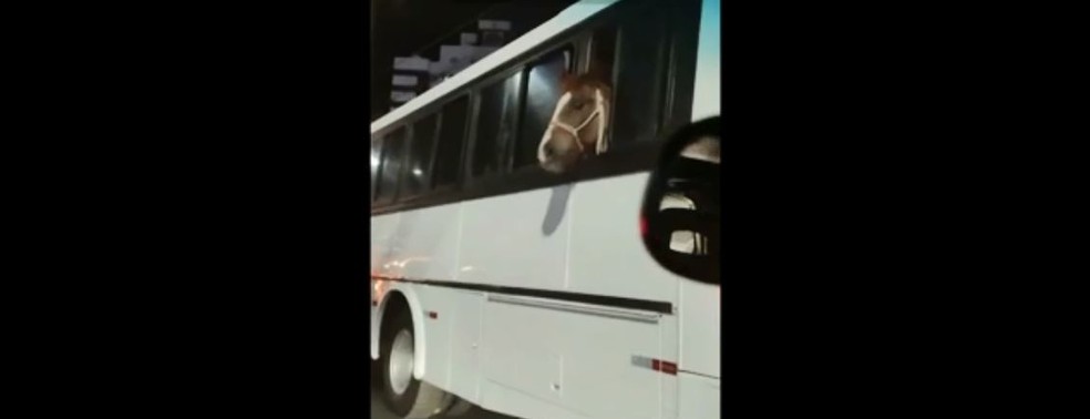 Cavalo é transportado dentro de ônibus em Criciúma — Foto: Reprodução/Reinaldo Arraes