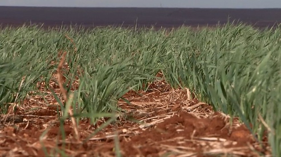 Falta de chuvas atrasou plantio em lavouras de trigo, no ParanÃ¡ (Foto: ReproduÃ§Ã£o/RPC)