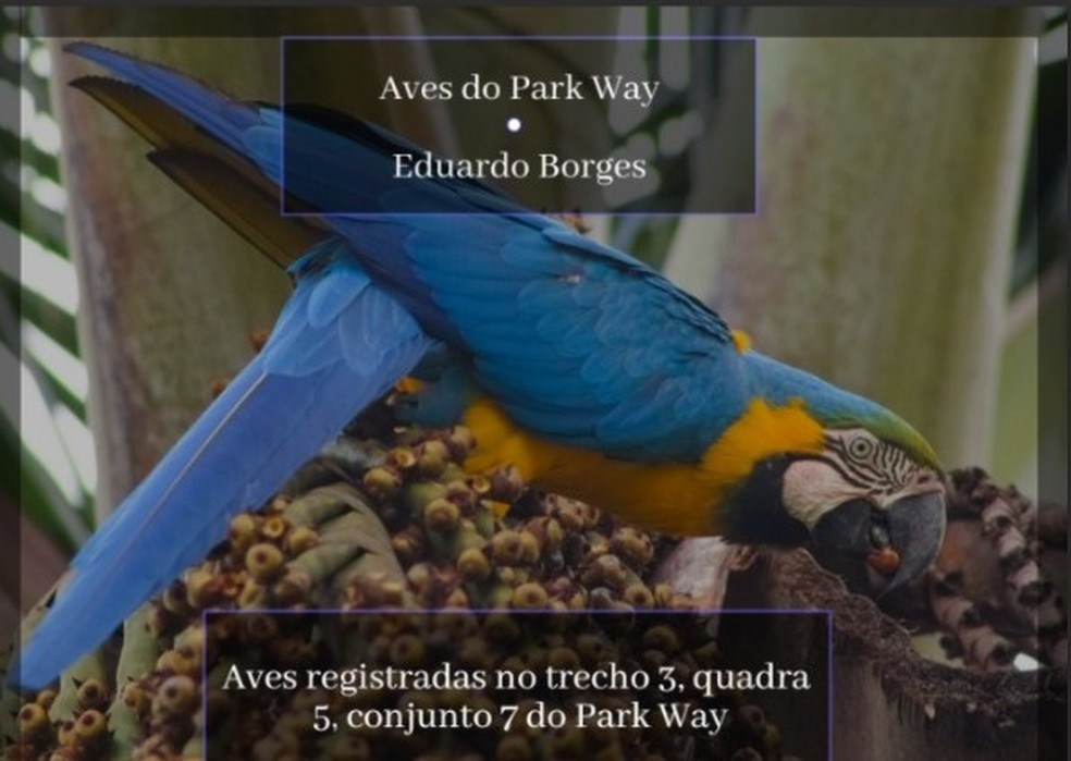 Capa do livro "Aves do Park Way" com fotos feitas por adolescente morador do DF — Foto: Divulgação