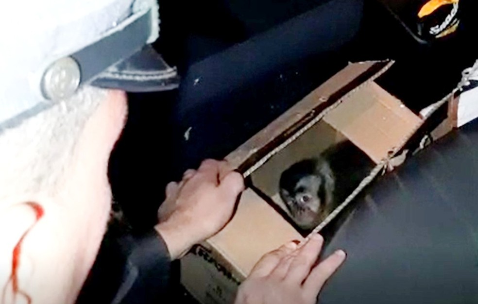 Macaco-prego foi encaminhado para avaliação veterinária no Zoológico de Bauru — Foto: Polícia Rodoviária/Divulgação