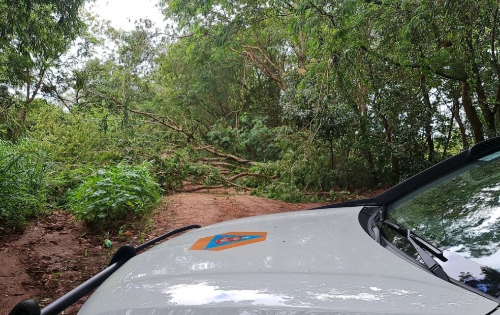 Árvore cai e interdita Estrada Municipal Roque Antunes Fragoso em Boituva  — Foto: Defesa Civil/ Divulgação 