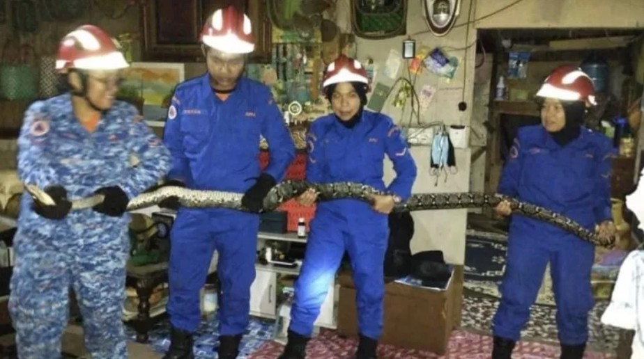 Foto dos resgatistas depois de capturar a cobra na sala da família, na Malásia