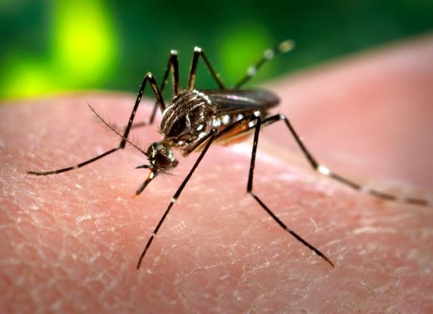 Aedes aegypti: transmissor da zika, da dengue e da febre chikungunya (Foto: James Gathany/Wikimedia Commons)