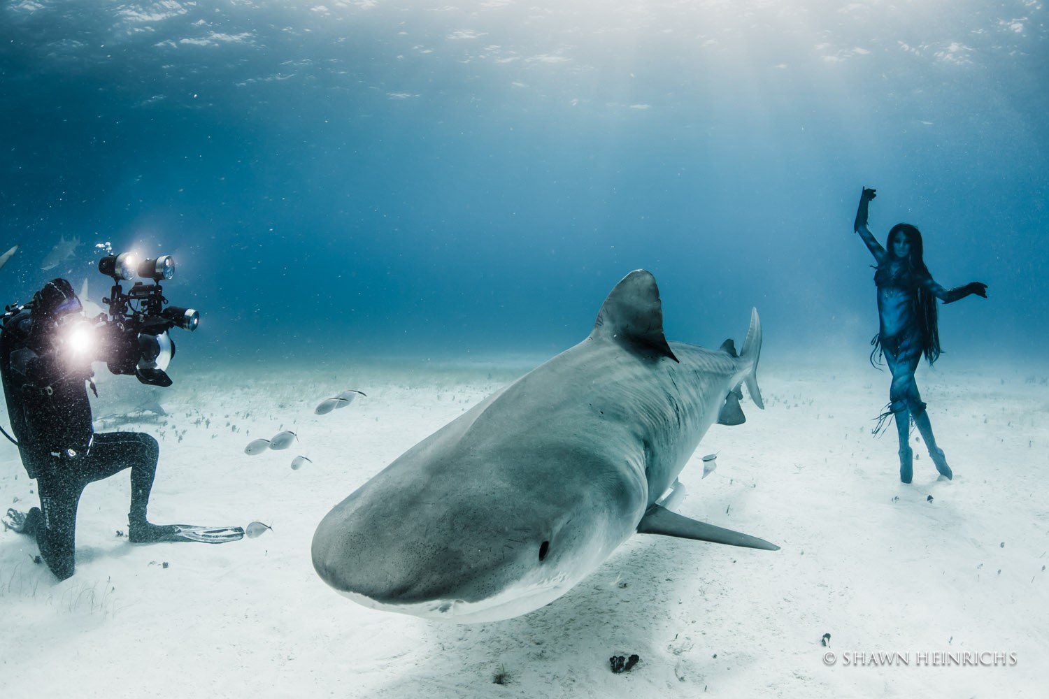 Hannah Fraser no fundo do mar com os tubarões (Foto: Grosby Group)