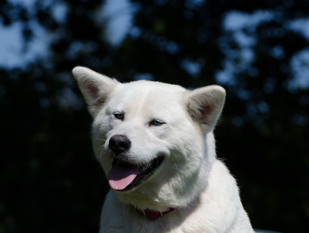 Tanto os machos como as fêmeas não se dão muito bem com outros cachorros (Foto: Pxhere/divulgação/CreativeCommons)