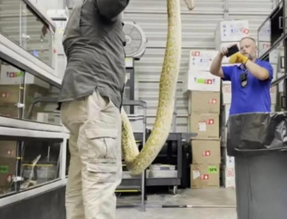 Agente ambiental mata cobra em dep&oacute;sito na Fl&oacute;rida &mdash; Foto: Reprodu&ccedil;&atilde;o