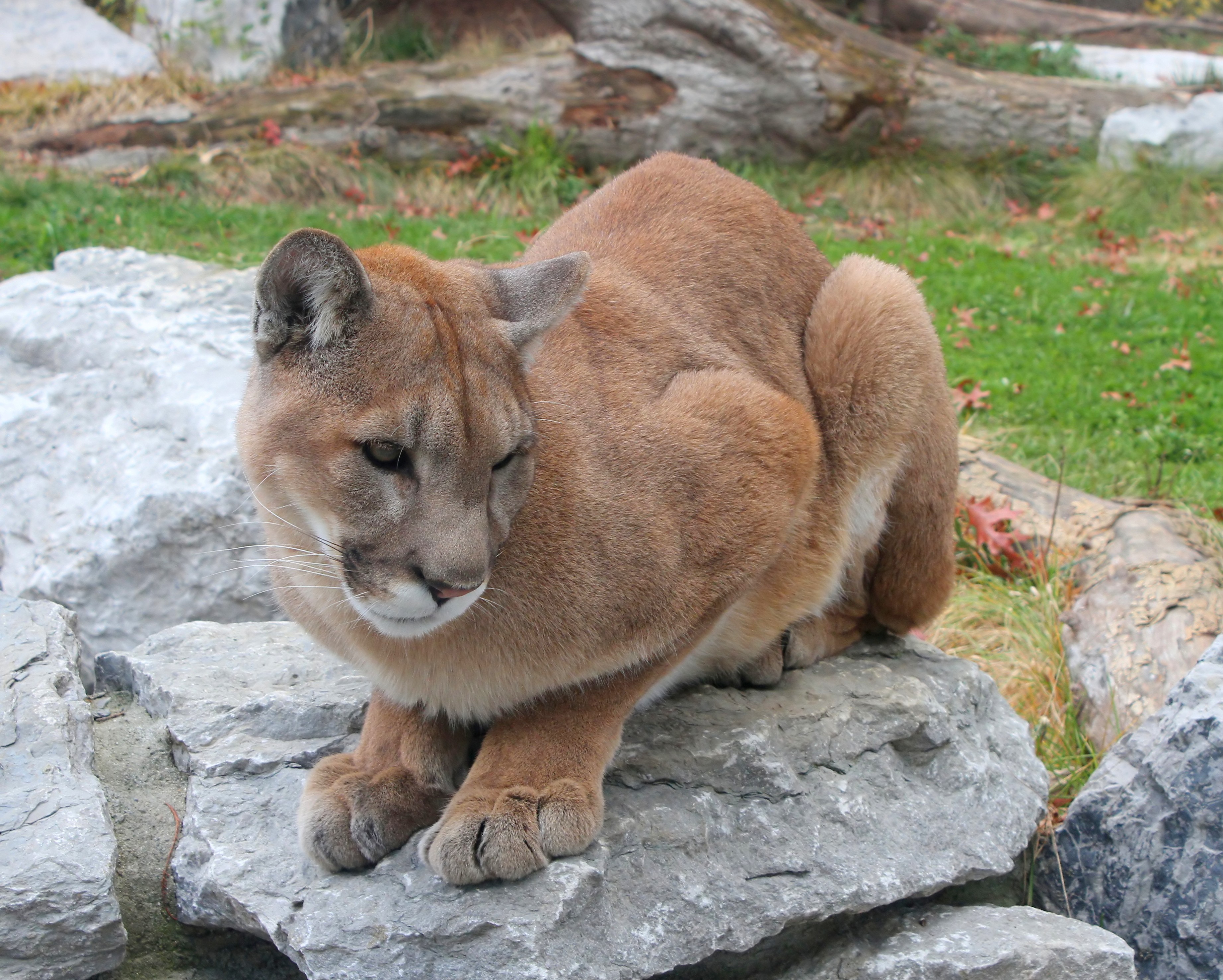 Puma que produziu as fezes é ancestral da espécie Puma concolor (Foto: Wikipedia Commons)