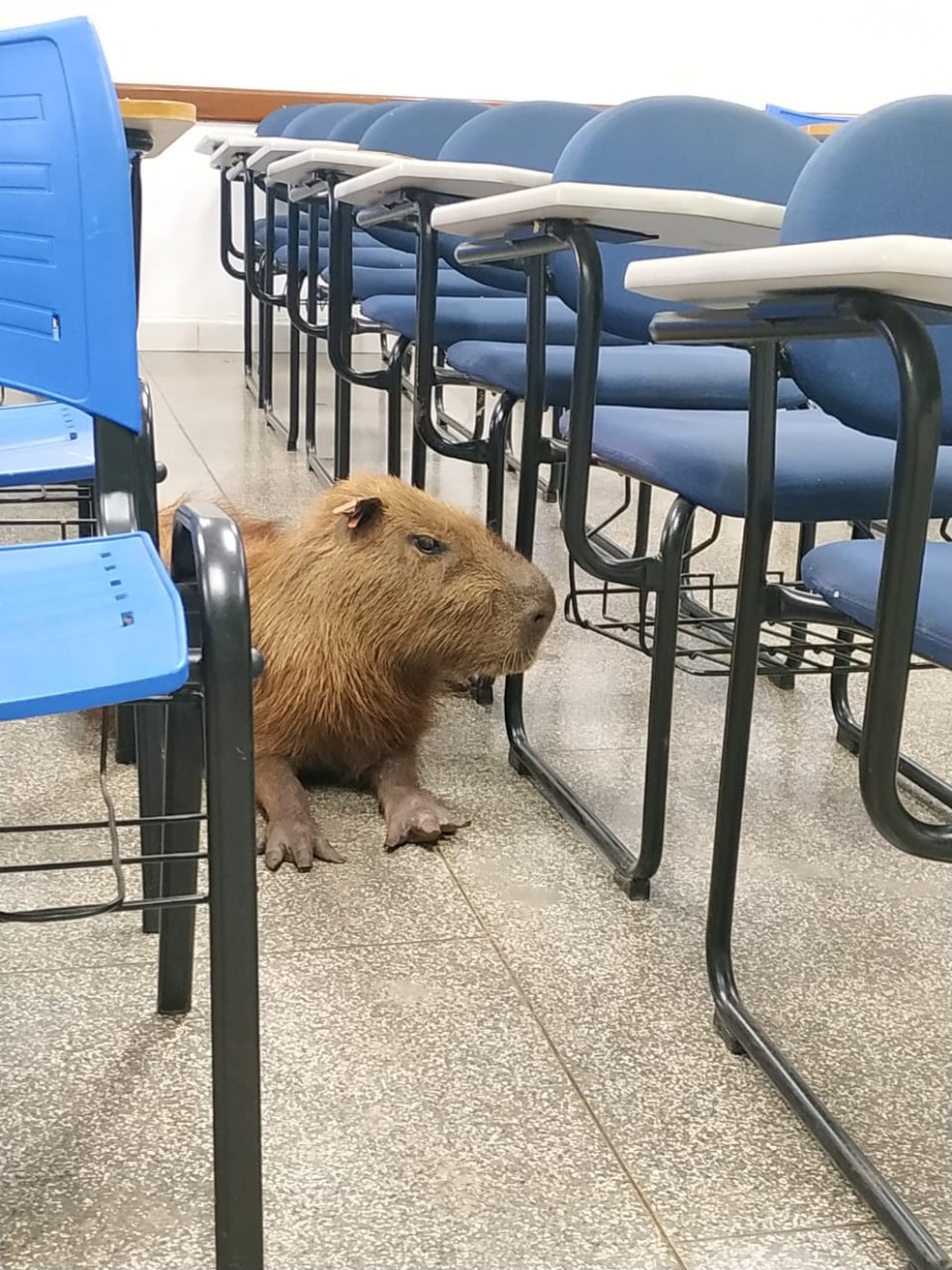 Capivara é flagrada por acadêmica dentro de sala de aula na UFMS — Foto: Gabriella Oguro/Arquivo Pessoal