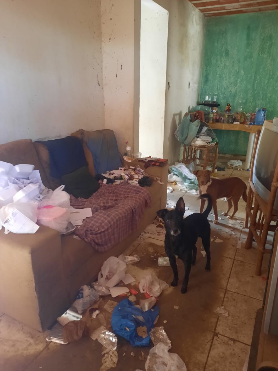 Homem é preso por maus-tratos a animais e 3 cães são resgatados em Ubá 
