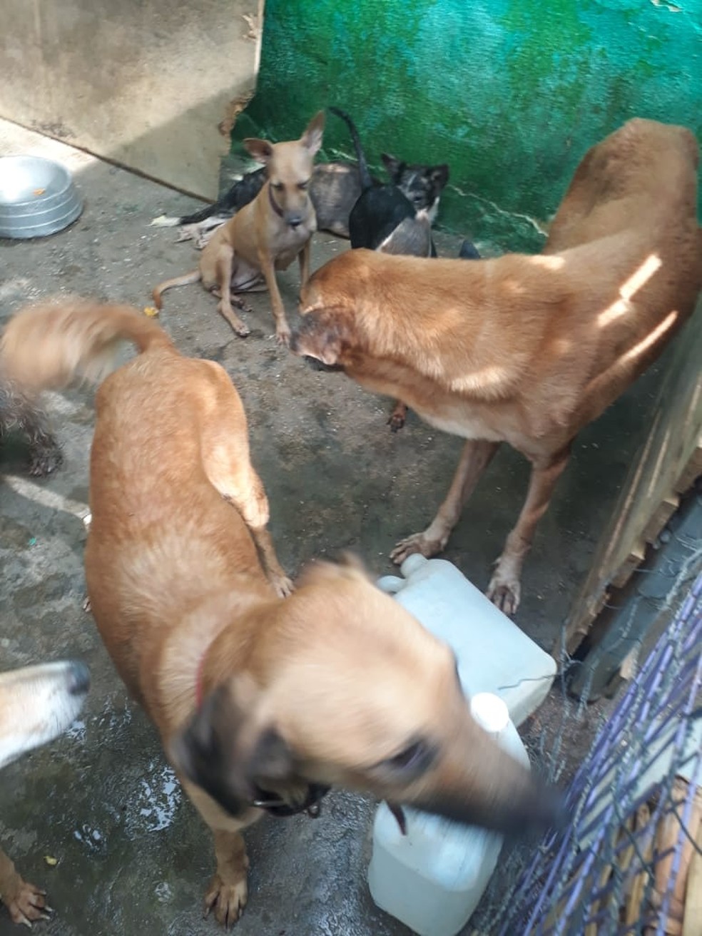 Pelo menos 15 cachorros estão com calazar — Foto: Divulgação /Polícia Civil