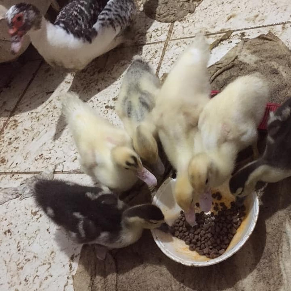 Segundo Ana Ligia, patos invadem sua residência para comer ração de seus gatos — Foto: Arquivo pessoal/Ana Ligia