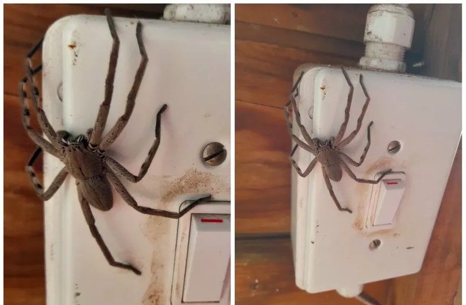 Apanhador de cobra se assusta com aranha do tamanho de uma 'mão' no interruptor de luz