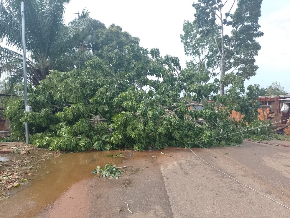 Fortes ventos derrubaram árvores, postes e deixaram famílias da Vila Albert Sampaio sem energia elétrica nesse domingo (10) — Foto: Arquivo/Defesa Civil Municipal
