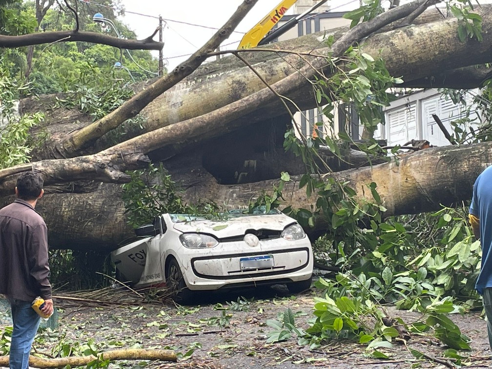 Carro atingido por árvore de grande porte em Campinas  — Foto: Heitor Moreira/EPTV