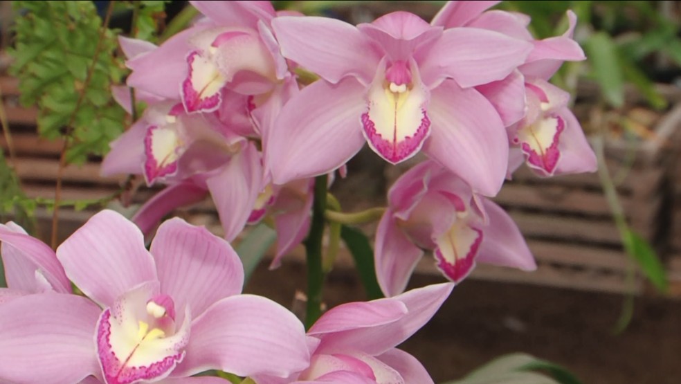 Orquídeas são flores de cores intensas e delicadeza nas formas. — Foto: Reprodução/RPC