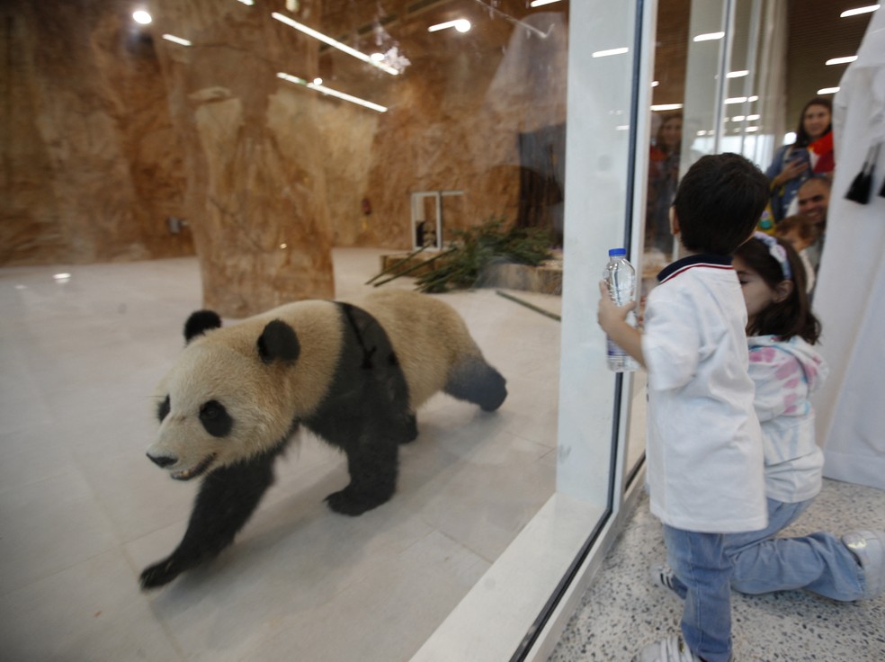 Crianças veem urso panda do lado de fora de vidro em Al Khor, no Catar — Foto: REUTERS/Hamad I Mohammed