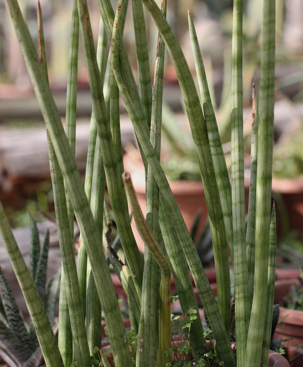 A Sansevieria cylindrica, lança-de-são-jorge, pode ser tranquilamente cultivada em vasos (Foto: alloe. / Flickr / Creative Commons)