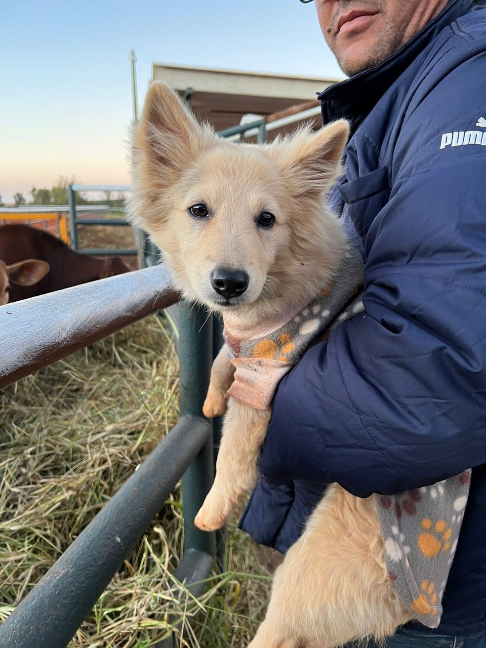 Cachorro, de apenas 3 meses, foi levado durante furto a sítio em Areiópolis (SP). — Foto: Lívia Cavalheiro/Divulgação